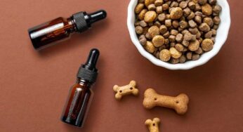 How to Choose the Right CBD Treats your Dog Will Enjoy?