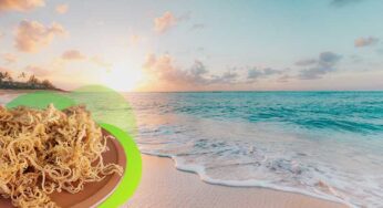 A Detailed Description of Sea Moss Wholesale